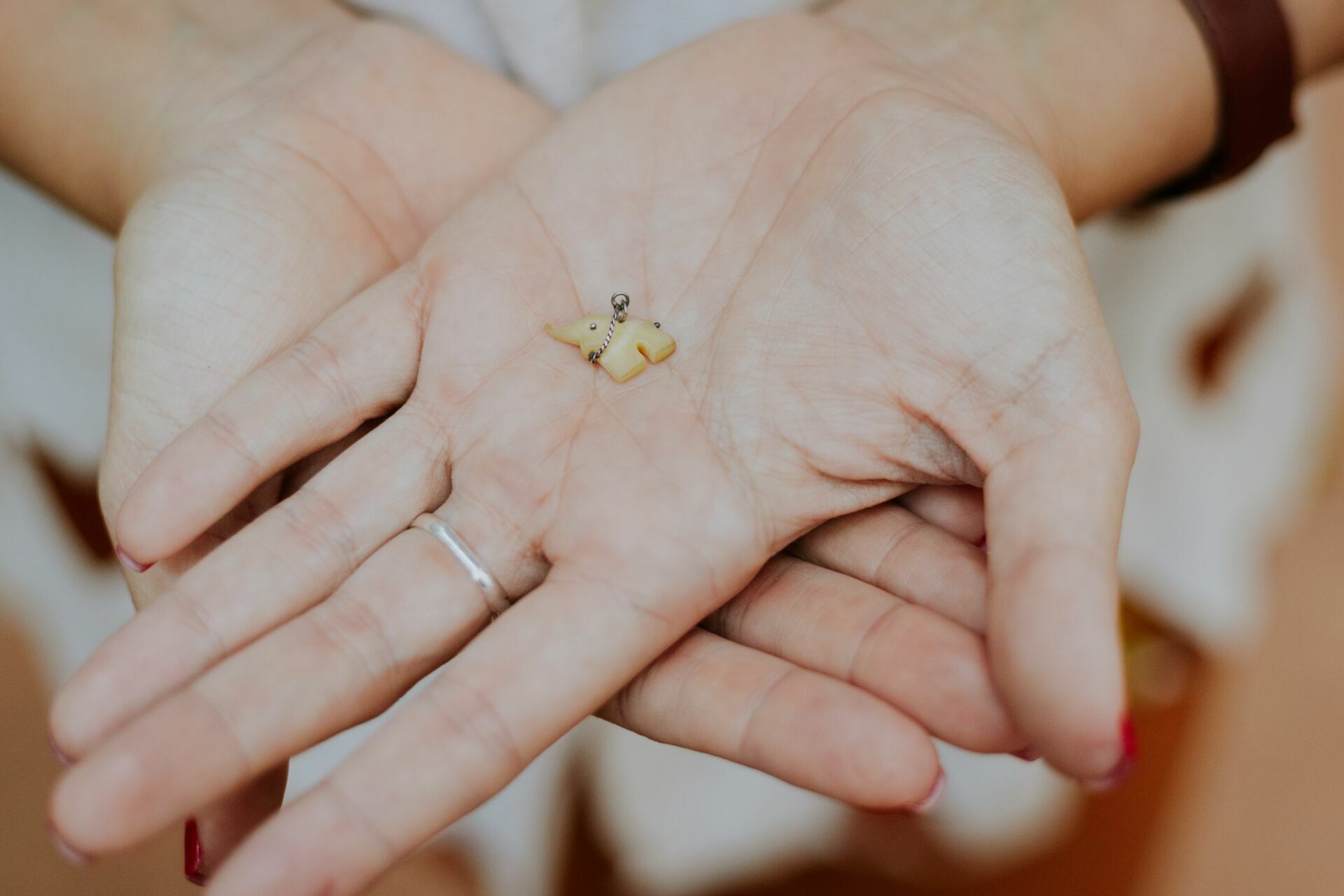 Foto memória de elefante  - Imagem 0